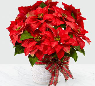 Poinsettia Holiday