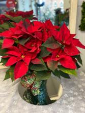 Poinsettia  Holiday plant