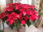Poinsettia Holiday Plant