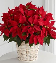 Poinsettia in Basket Measures Overall Approx 17