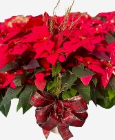 Poinsettia in basket Plant