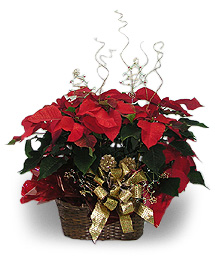 Poinsettia with fresh Christmas greens In Basket