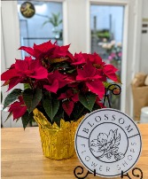 Poinsettia in Bloom Christmas