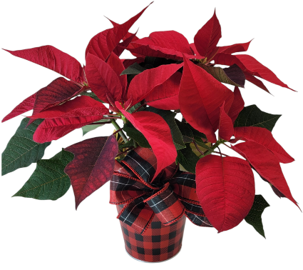 Poinsettia in Buffalo Plaid Tin 