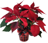 Poinsettia in Buffalo Plaid Tin 