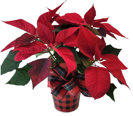 Poinsettia in Buffalo Plaid Tin 