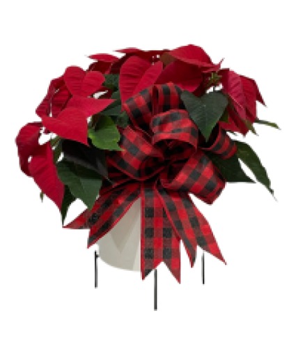 Poinsettia in contemporary Pot 