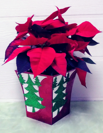 Poinsettia in Decorative Container