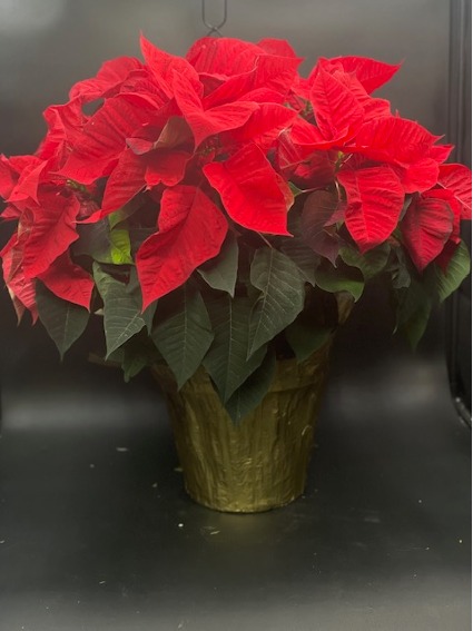 Poinsettia in Gold Plant