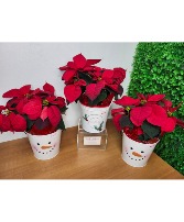 Poinsettia in Keepsake Holiday Tin Plant
