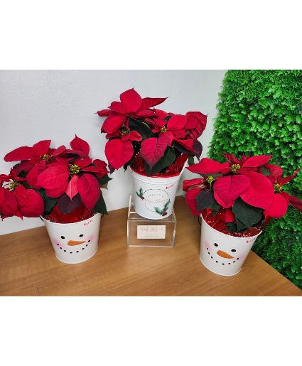 Poinsettia in Keepsake Holiday Tin Plant
