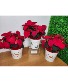 Poinsettia in Keepsake Holiday Tin Plant