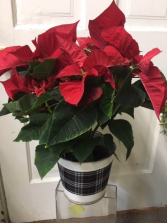 Poinsettia in Plaid 