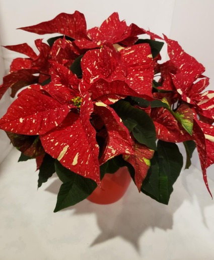 Poinsettia in red ceramic pot Plant