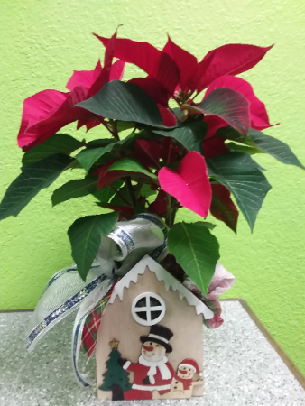 Poinsettia in wooden house