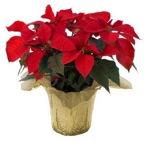 Poinsettia 6" with bow Indoor Plant