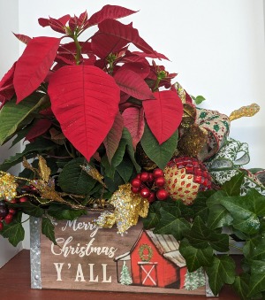 POINSETTIA IVY  CHRISTMAS BARN CONTAINER
