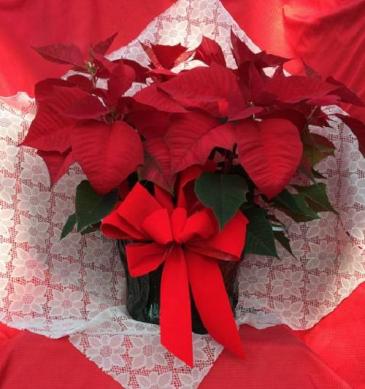 Poinsettia - Large Poinsettia