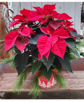 Poinsettia Magic Potted Plant