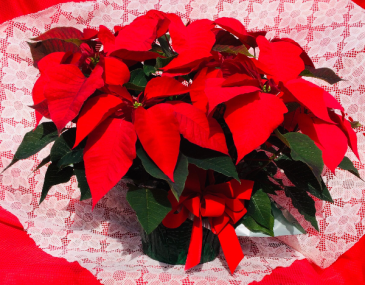 Poinsettia - Medium Poinsettia