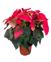 Poinsettia Christmas Decoration