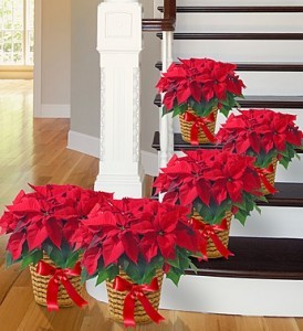 Poinsettia Package. From  Roma  florist  