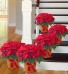 Poinsettia Package. From  Roma  florist  