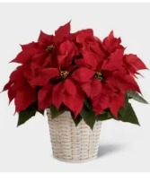 Poinsettia Pant - Red 