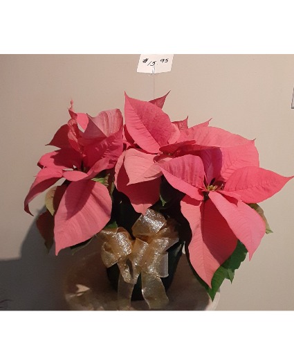 Poinsettia Pink and White