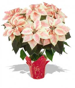 Poinsettia Pink Marble