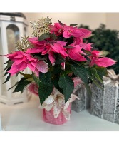 Poinsettia Plant - Pink Wrapped 