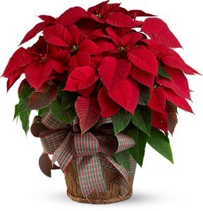 RED POINSETTIA PLANT 