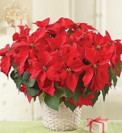 Poinsettia  Plant