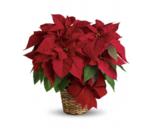Poinsettia Plant in Winston Salem, NC | RAE'S NORTH POINT FLORIST INC. Poinsettia Plant in Winston Salem, NC | RAE'S NORTH POINT FLORIST INC.
