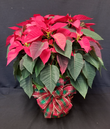 Large Poinsettia Plant