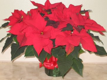 Poinsettia Plant