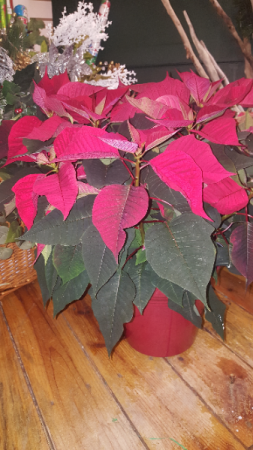 Poinsettia plant