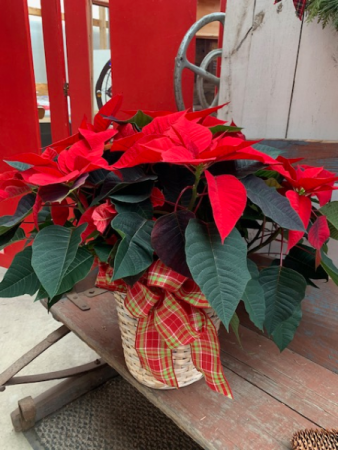 Poinsettia Plant