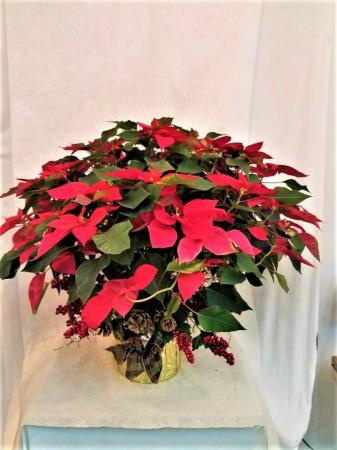 Decorated Red Poinsettia  Plant