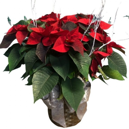 Poinsettia Plant