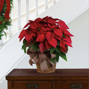 Poinsettia Plant  