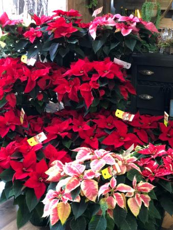 Poinsettia Plant in North Liberty, IN | KABER FLORAL CO. / Speckled Fox Flowers