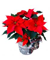 Poinsettia Plant