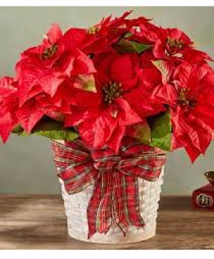Poinsettia Plant 