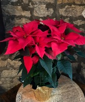 Red Poinsettia  Blooming Seasonal Plant