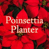 Poinsettia Plant 