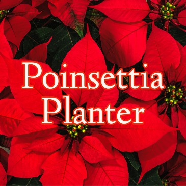 Poinsettia Plant  in Santa Rosa Beach, FL | 1920 & Co at Clay Garden