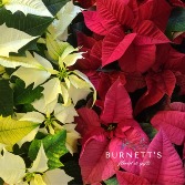 Poinsettia  Plant