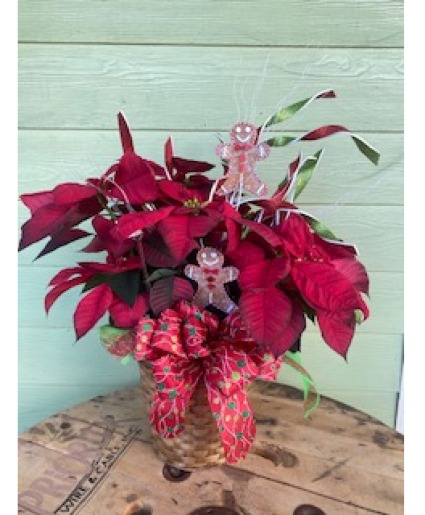 Poinsettia  Plant