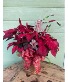 Poinsettia  Plant